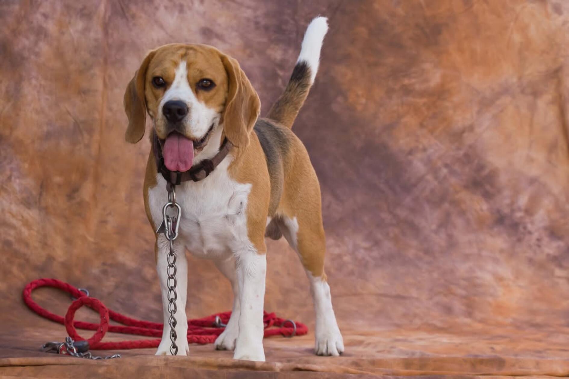 Diese süße Fellnase ist Gismo aus Langenaltheim.