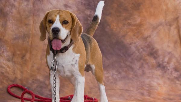 Diese süße Fellnase ist Gismo aus Langenaltheim.