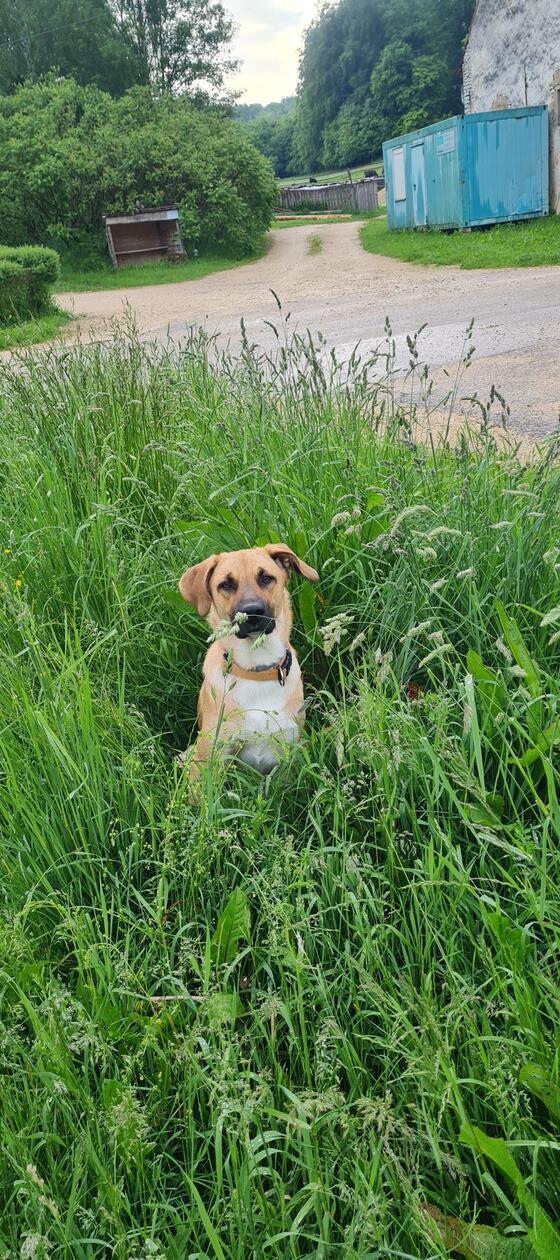 Belial versteckt sich im hohen Gras.