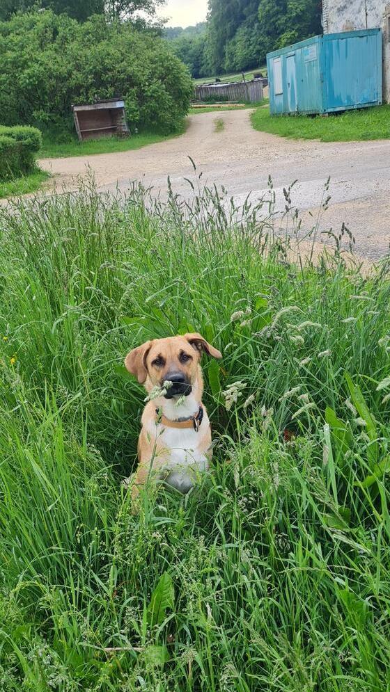 Belial versteckt sich im hohen Gras.