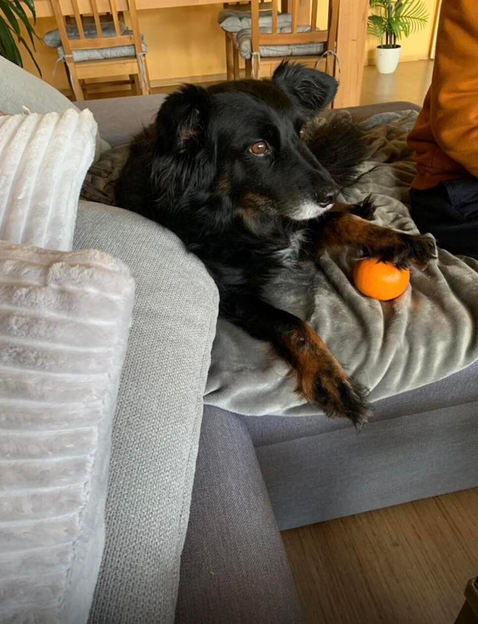 Berry macht es sich auf der Couch gemütlich.