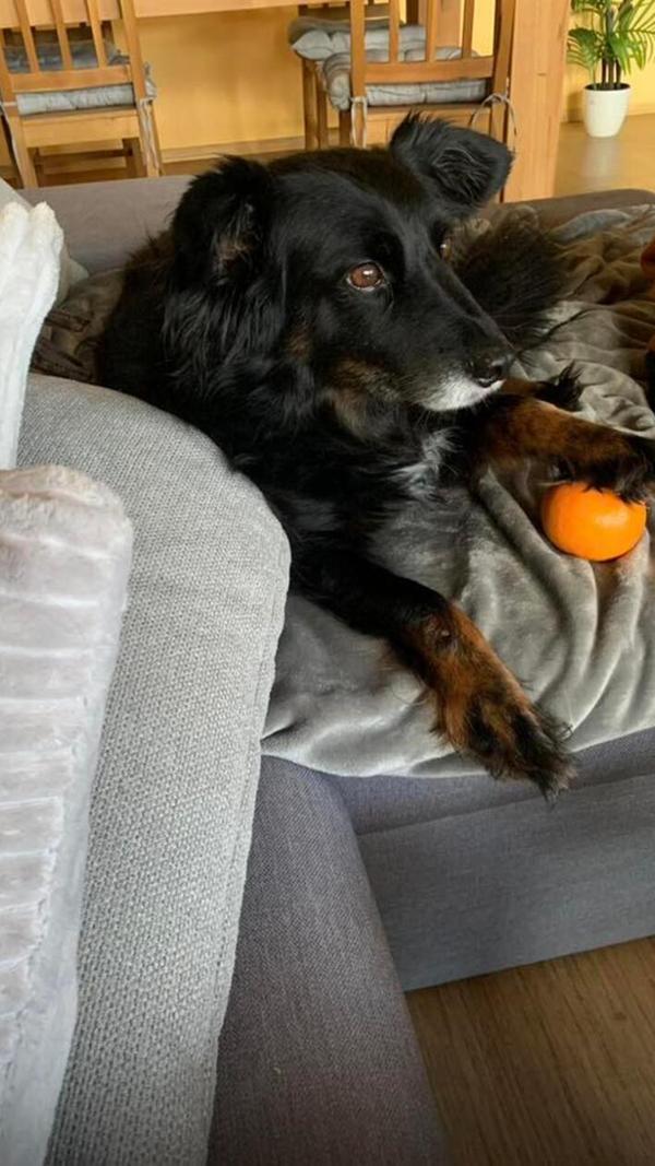 Berry macht es sich auf der Couch gemütlich.