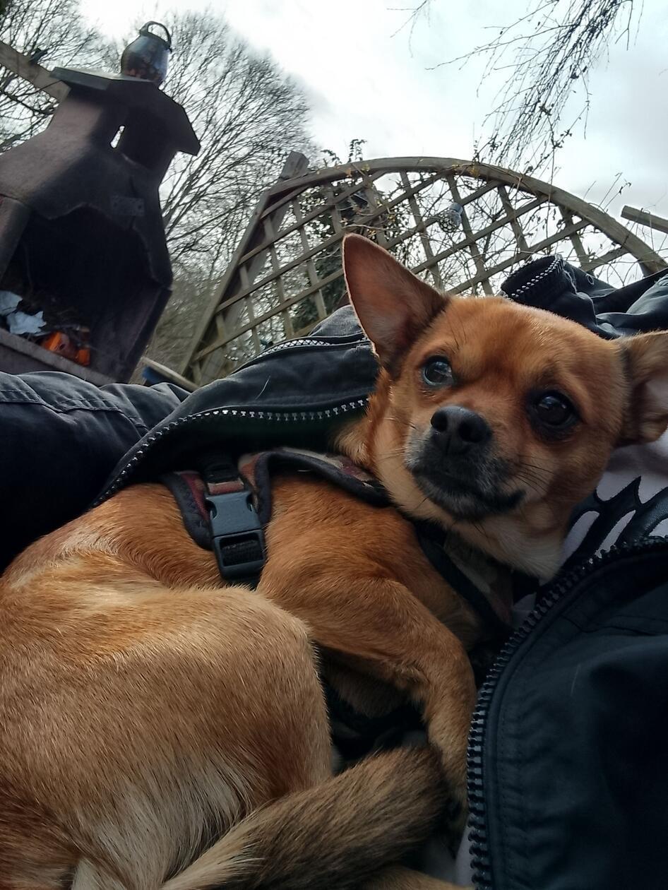 Charly kuschelt sich wohl gerne in Jacken ein.