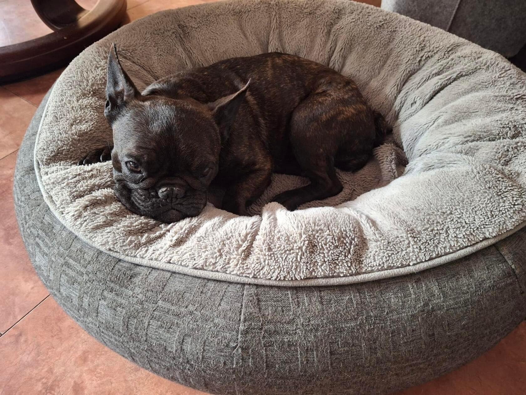 Für Besitzerin Susanne ist Coco einfach der süßeste und schönste Hund der Welt.