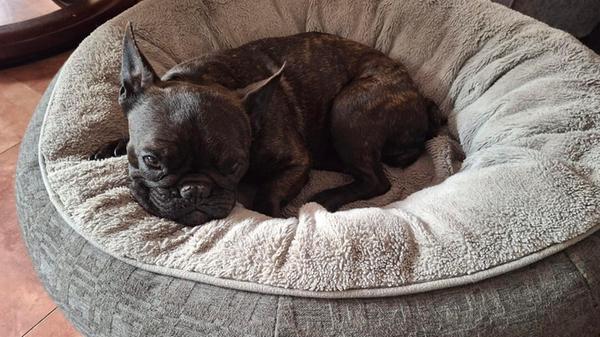 Für Besitzerin Susanne ist Coco einfach der süßeste und schönste Hund der Welt.