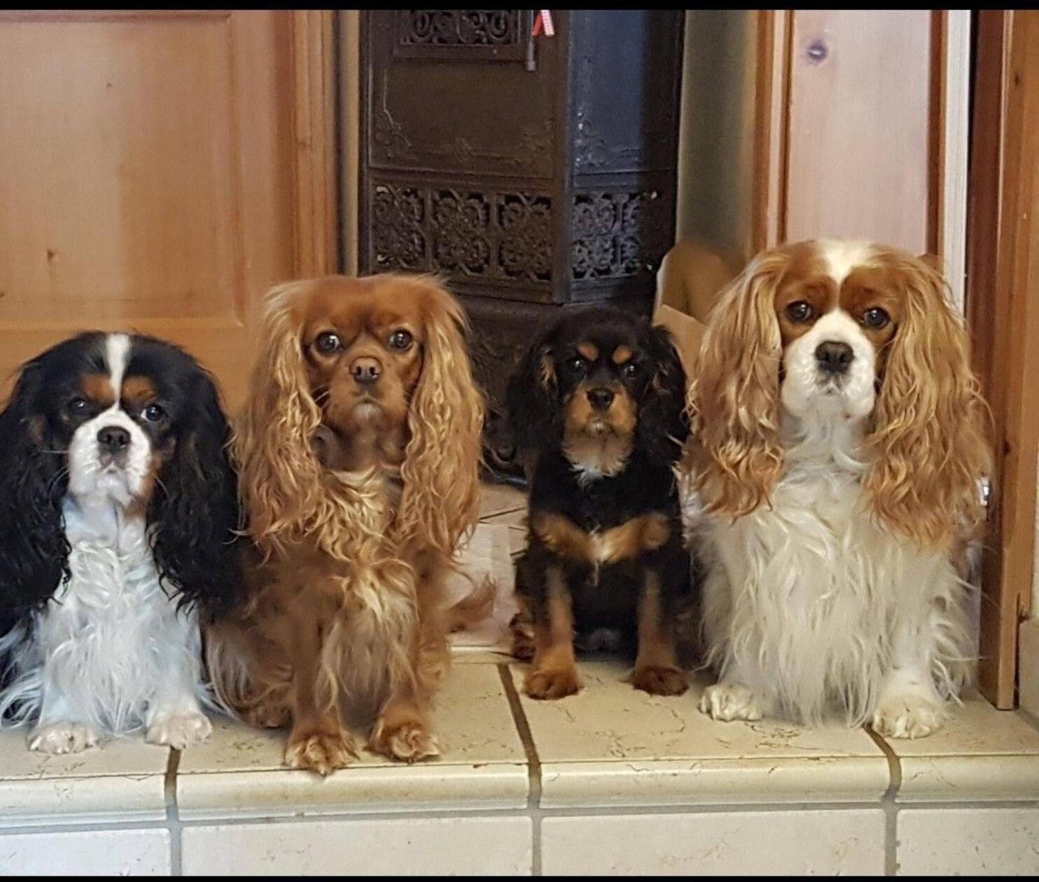 Die vier C's bewachen den Eingang: Cora, Cassy, Ciara und Cindy.