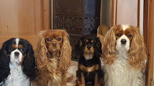 Die vier C's bewachen den Eingang: Cora, Cassy, Ciara und Cindy.