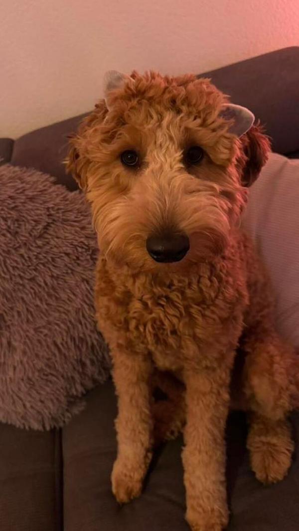 Wer kann diesen Augen wiederstehen?