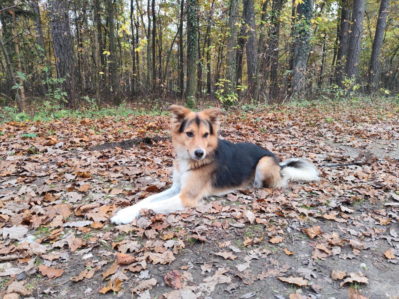 Dieser artige Geselle macht es sich im Laub bequem.