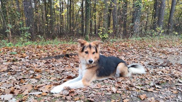 Dieser artige Geselle macht es sich im Laub bequem.