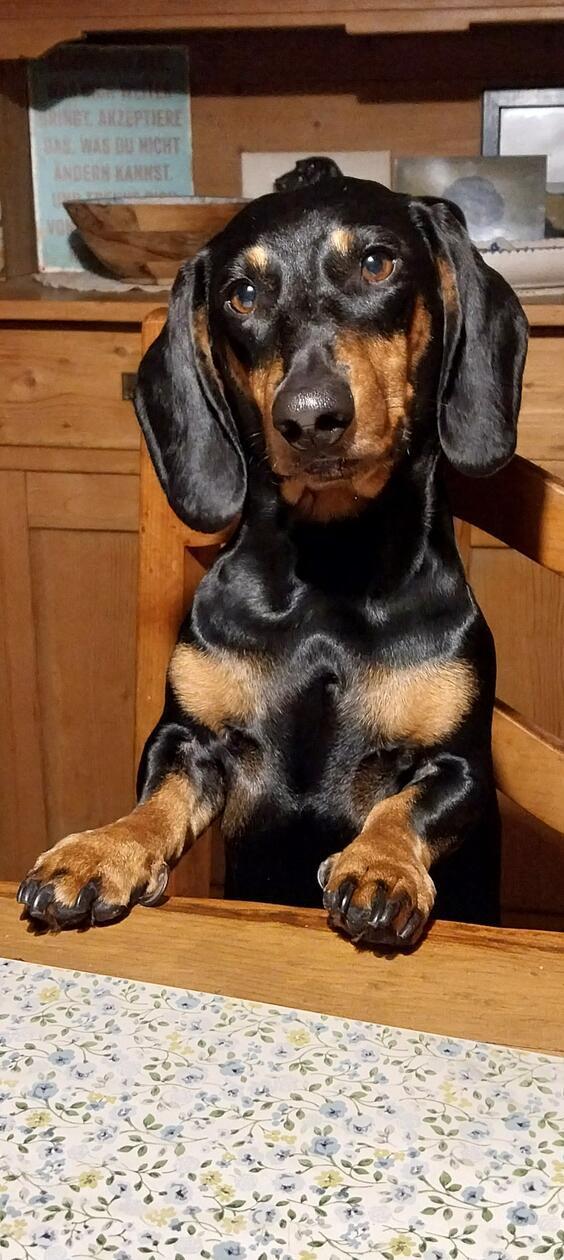 Gustl hat wohl etwas erspäht.