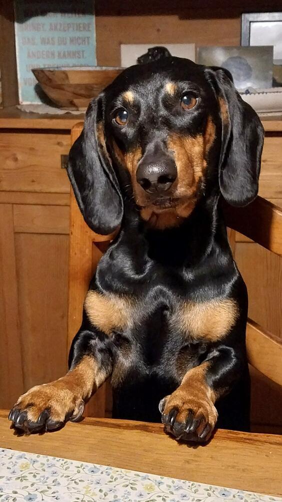 Gustl hat wohl etwas erspäht.