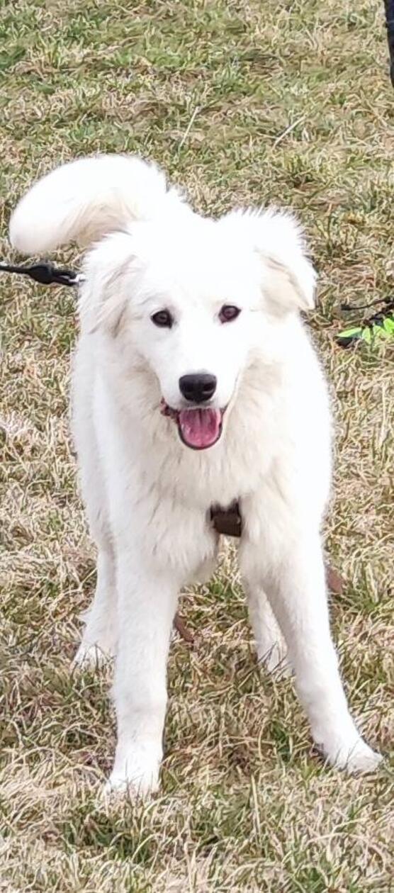 Heide ist aufgeweckt am Spielen.