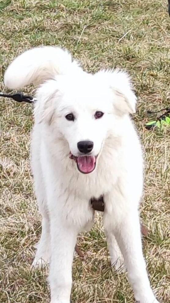 Heide ist aufgeweckt am Spielen.