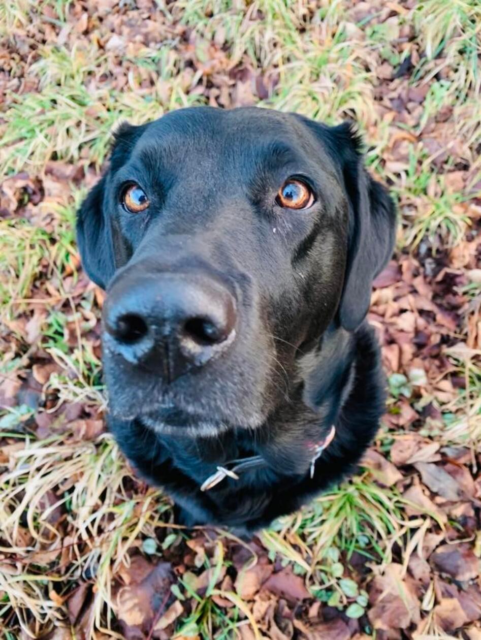 Die schöne Laika ist ein Labrador-Retriever, 5 1/2 Jahre als und kohlrabenschwarz.