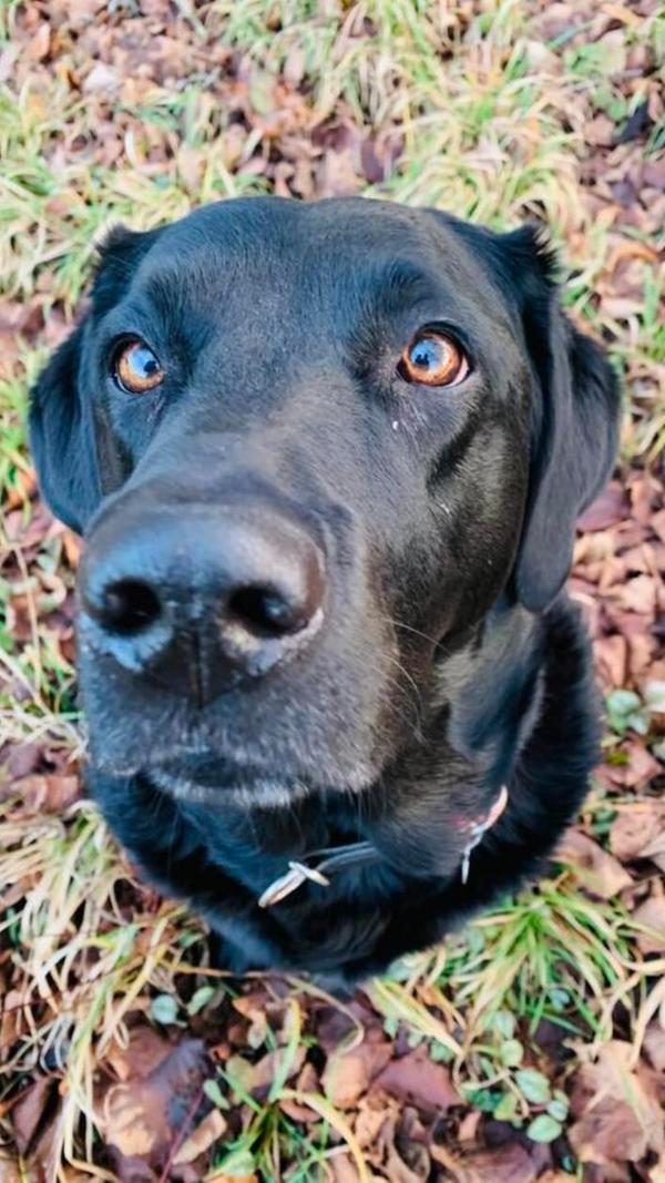 Die schöne Laika ist ein Labrador-Retriever, 5 1/2 Jahre als und kohlrabenschwarz.