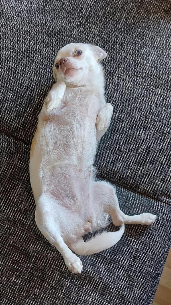 "Lillifrechdachs" ist ein zwei Jahre alter Chihuahua.