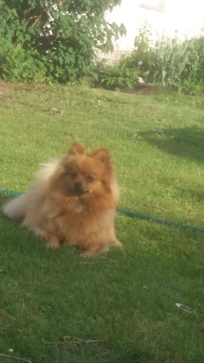 Mandy macht es sich auf dem Rasen gemütlich.