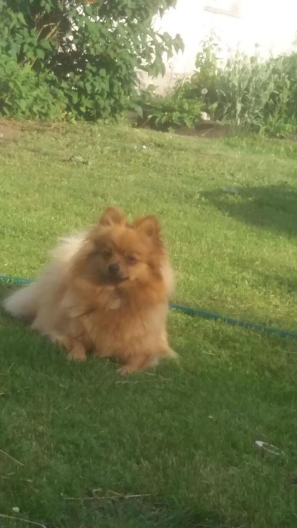 Mandy macht es sich auf dem Rasen gemütlich.