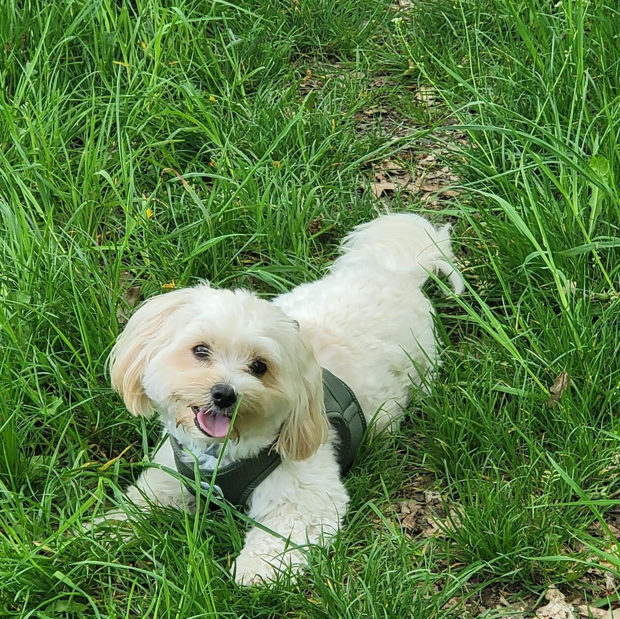 Mucki tollt im Gras herum. Der vier Jahre alte Hund geht außerdem gerne spazieren.