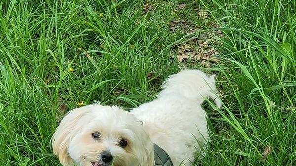 Mucki tollt im Gras herum. Der vier Jahre alte Hund geht außerdem gerne spazieren.