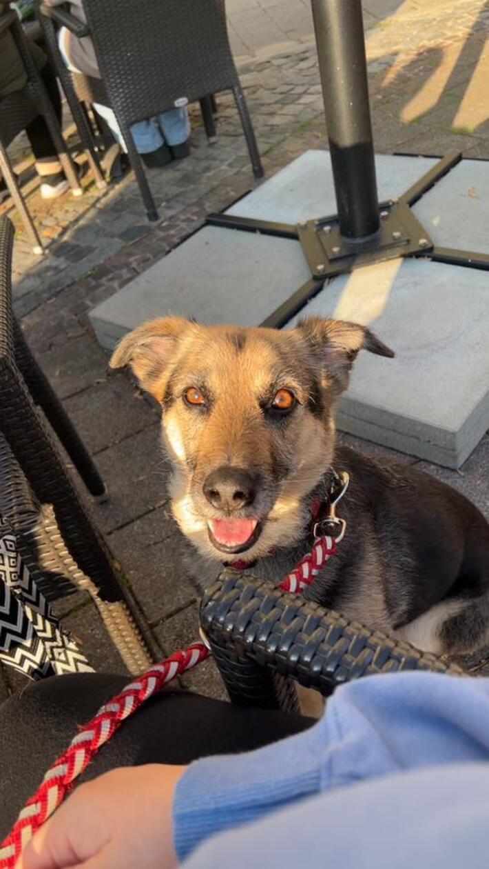 Nika ist ein wahrer Sonnenschein und wurde 2021 vom Tierschutz geholt.