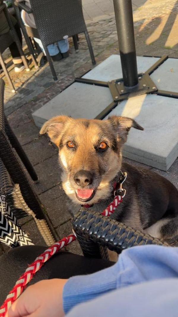 Nika ist ein wahrer Sonnenschein und wurde 2021 vom Tierschutz geholt.