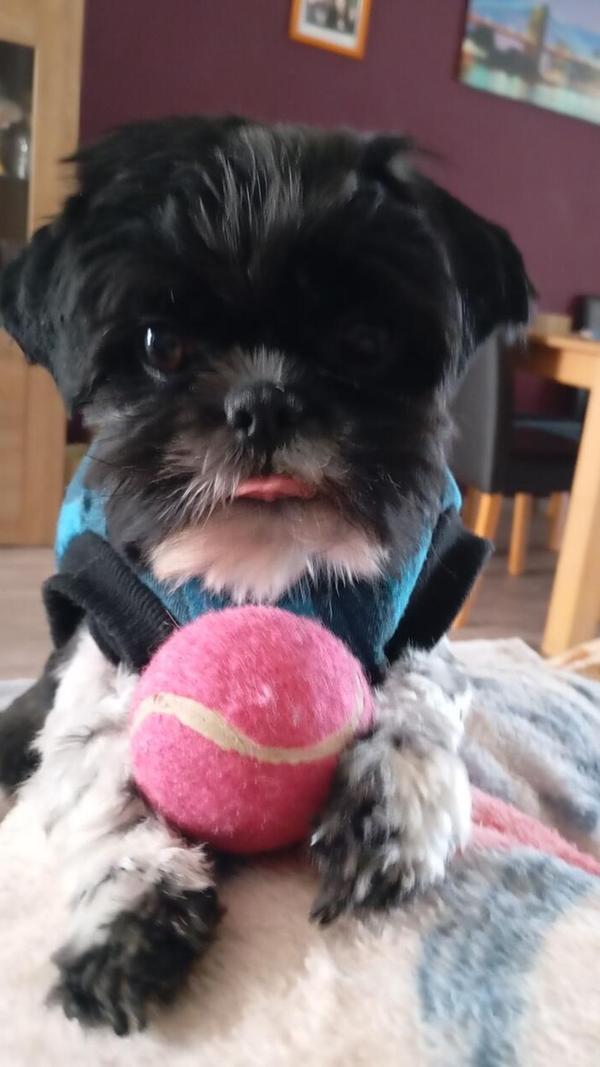 Der Lieblingsball ist griffbereit: Manchmal braucht man nicht mehr, um glücklich zu sein!