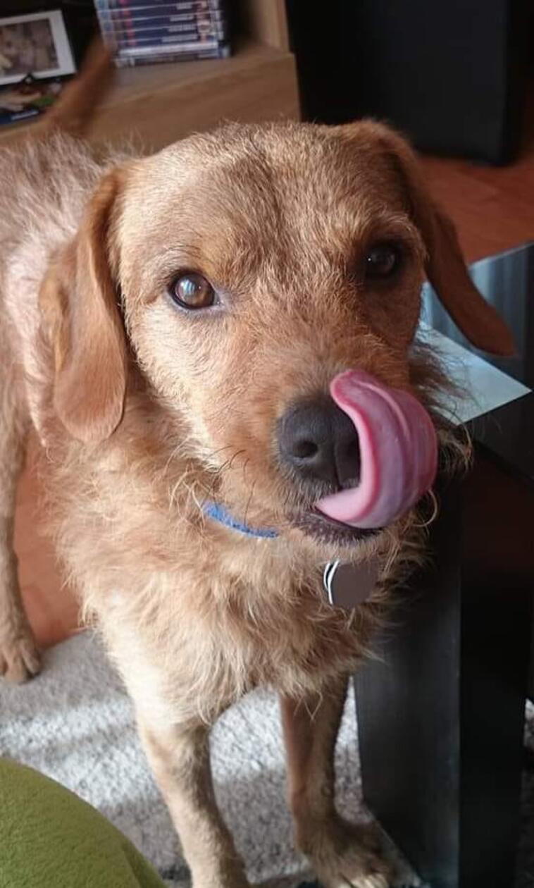 Rex zeigt, was er mit seiner Zunge so alles drauf hat!