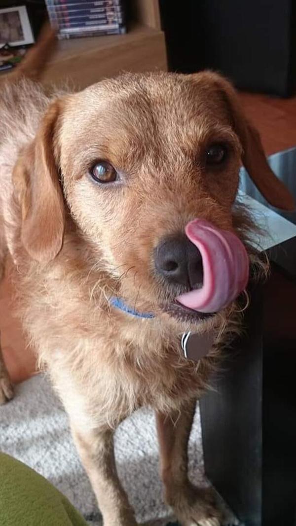 Rex zeigt, was er mit seiner Zunge so alles drauf hat!