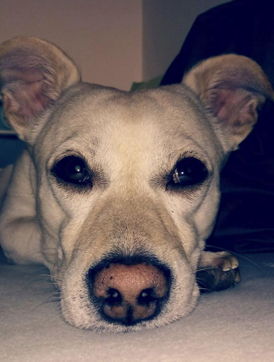 Diese liebe Fellnase ist schon 13,5 Jahre alt. Der süße Opa Wutz ist leider sehr krank.