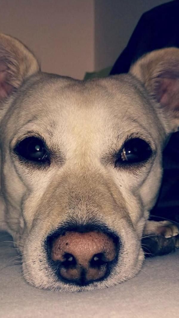 Diese liebe Fellnase ist schon 13,5 Jahre alt. Der süße Opa Wutz ist leider sehr krank.