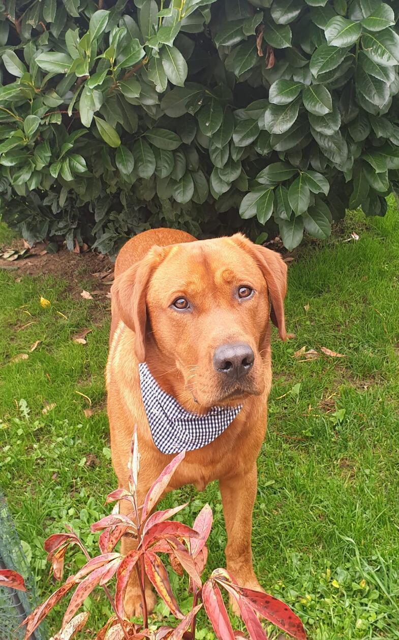 Ron-Marlo aus Pappenheim macht eine ziemlich gute Figur!