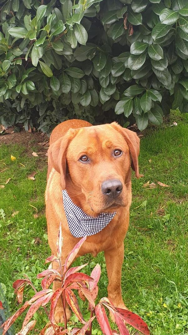 Ron-Marlo aus Pappenheim macht eine ziemlich gute Figur!