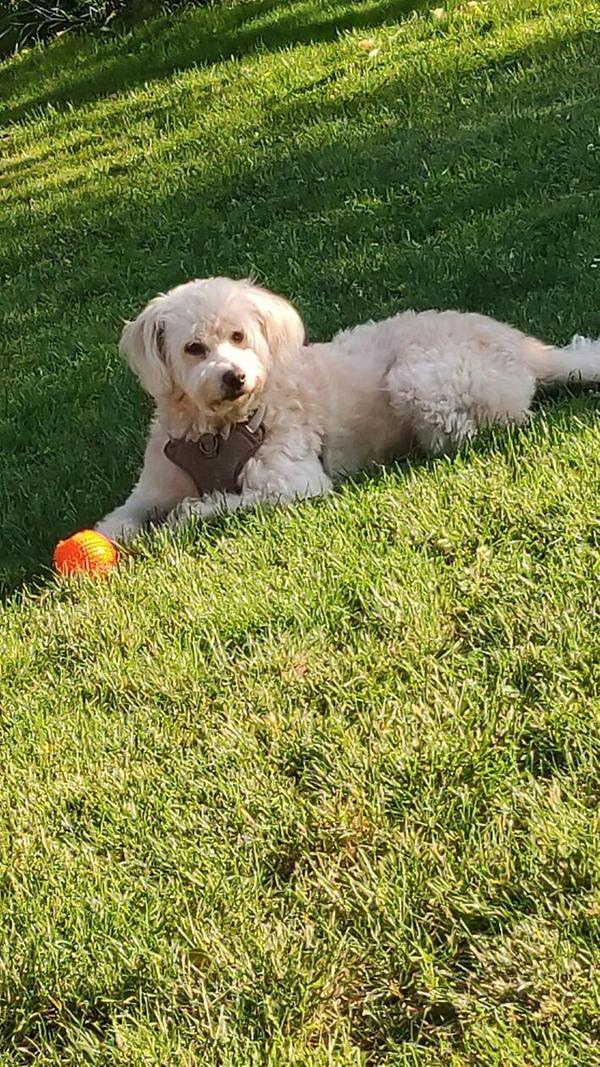 Dieser kleine Racker ruht sich vom Ballspielen aus.