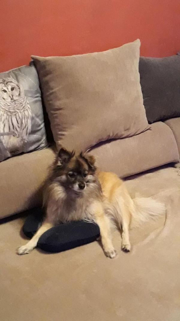 Shila posiert für ihr Frauchen.