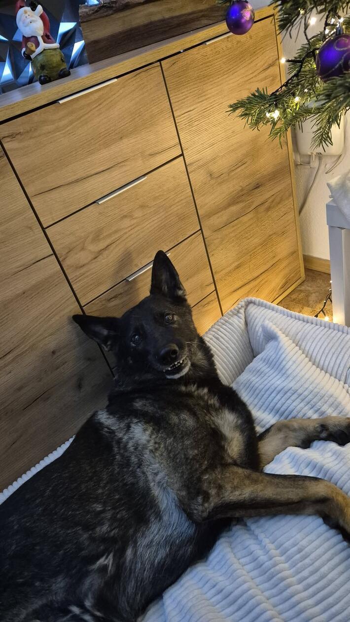 Shiva ist sieben Jahre alt und überall dabei.