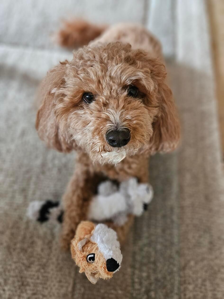 Ich bin Nala, 4 Jahre alt und ein Cockerpoo-Mädchen. Zusammen mit meinen Köchen/professionellen Rückenkraulern und Kackabeutelträgern wohne ich in Langenaltheim