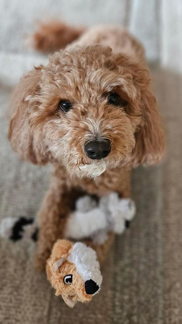 Ich bin Nala, 4 Jahre alt und ein Cockerpoo-Mädchen. Zusammen mit meinen Köchen/professionellen Rückenkraulern und Kackabeutelträgern wohne ich in Langenaltheim