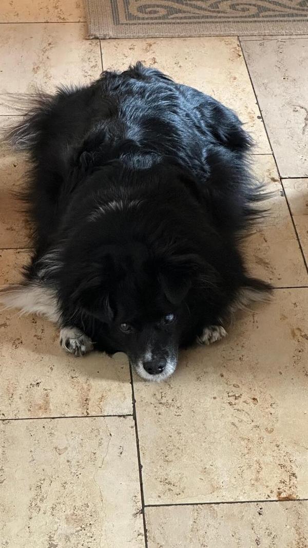 Bobby ist zehn Jahre alt und ein Bordercollie-Spitz-Mischling aus Rumänien. Er ist ziemlich beschäftigt und unter anderem als Therapie- und Lesehund tätig.
