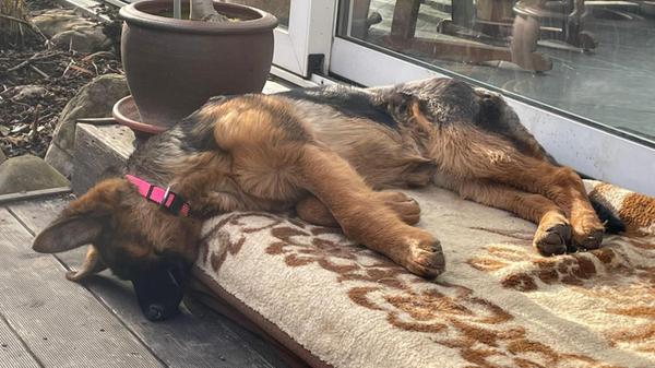 Die deutsche Schäferhündin Runa ist zwei Jahre alt.