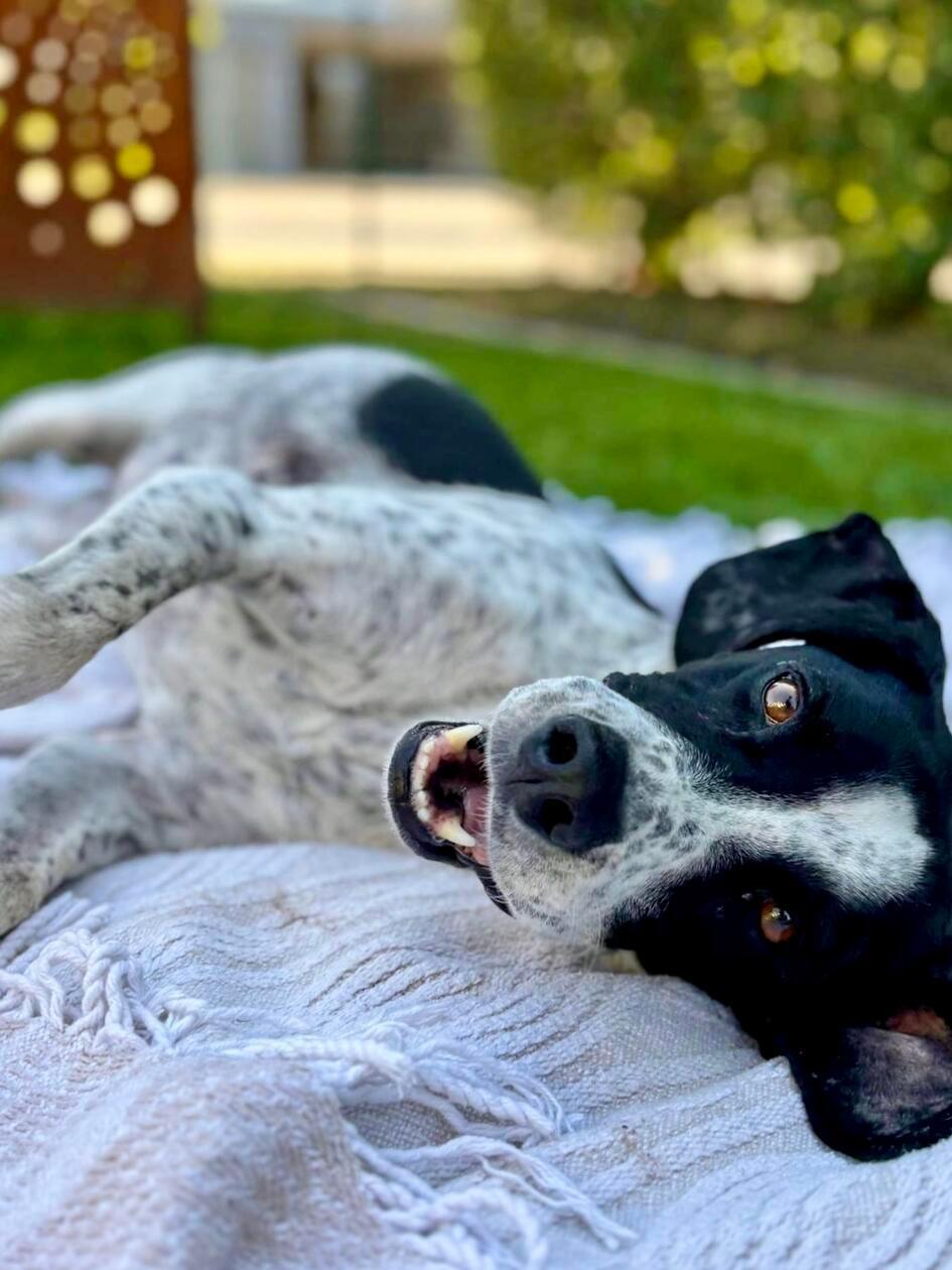 Pointermischling Genny ist ein Tierschutzhund von proTier. e.V. und kam mit 4 Jahren zu ihrem Frauchen Monika Tomczyk. Mittlerweile hat sich die „Sardinierin“ toll in Franken eingelebt, kam sie doch sehr ängstlich nach Pfofeld. Sie liebt Wiesenspaziergänge und Mäuse jagen. Als eigentliche „Italienerin“ mag sie natürlich sehr gern auch mal ein Stückerl Pasta als Guzzi. Durch Genny kommen die Zweibeiner zu gaaaanz viel frischer Luft. Die langen Spaziergänge würden ihre Besitzer in diesem Ausmaß wohl eher nicht machen, schreiben sie uns.