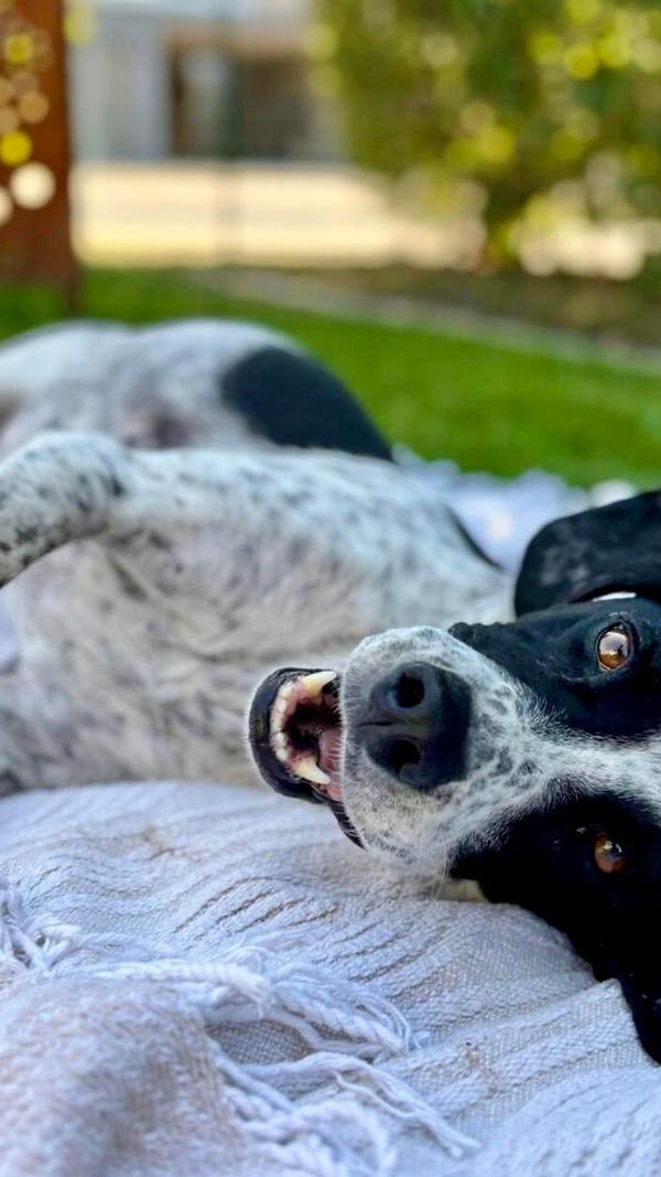 Pointermischling Genny ist ein Tierschutzhund von proTier. e.V. und kam mit 4 Jahren zu ihrem Frauchen Monika Tomczyk. Mittlerweile hat sich die „Sardinierin“ toll in Franken eingelebt, kam sie doch sehr ängstlich nach Pfofeld. Sie liebt Wiesenspaziergänge und Mäuse jagen. Als eigentliche „Italienerin“ mag sie natürlich sehr gern auch mal ein Stückerl Pasta als Guzzi. Durch Genny kommen die Zweibeiner zu gaaaanz viel frischer Luft. Die langen Spaziergänge würden ihre Besitzer in diesem Ausmaß wohl eher nicht machen, schreiben sie uns.