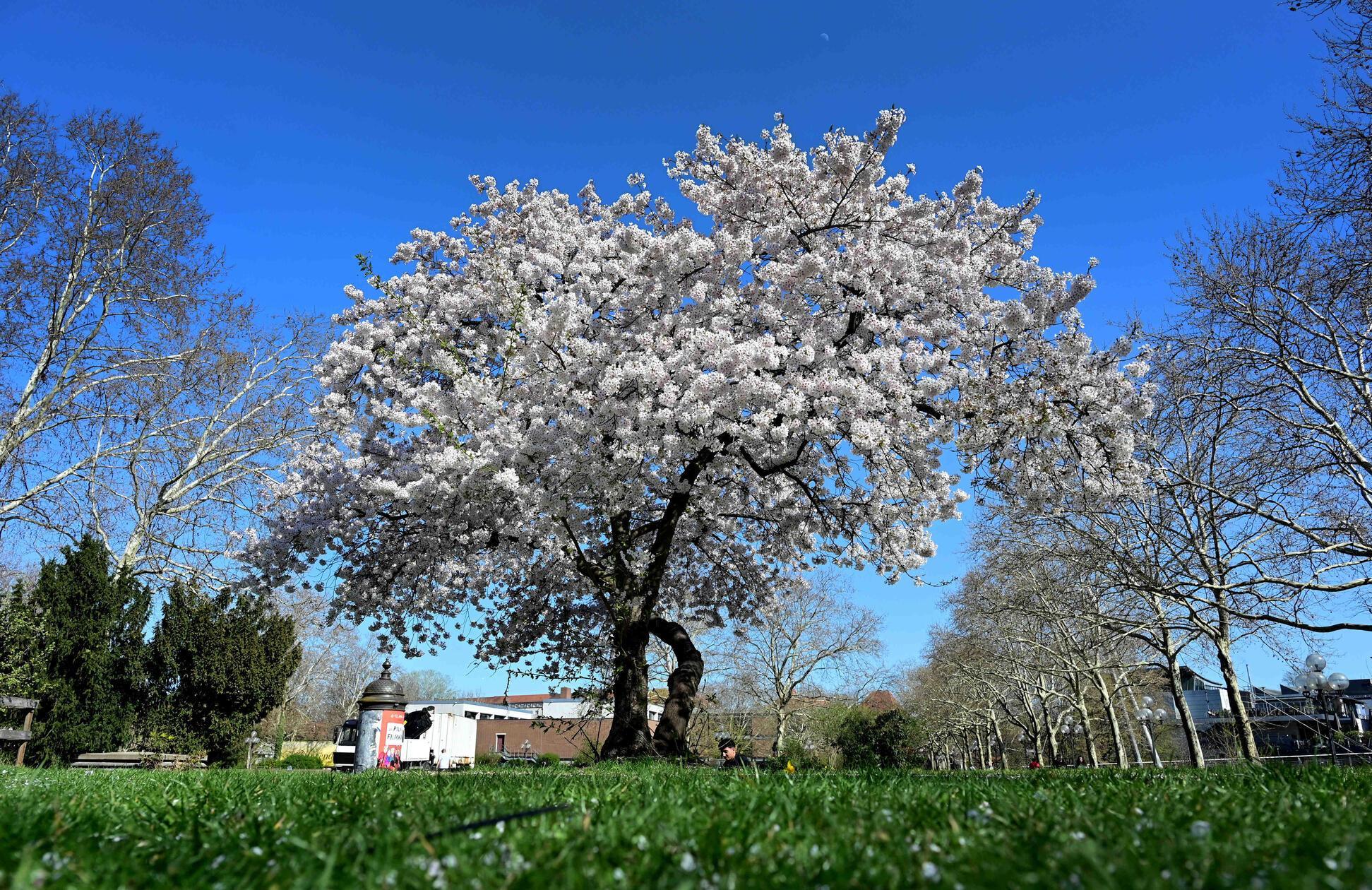 Auf der Insel Schütt herrscht momentan eine wahre Blütenpracht.