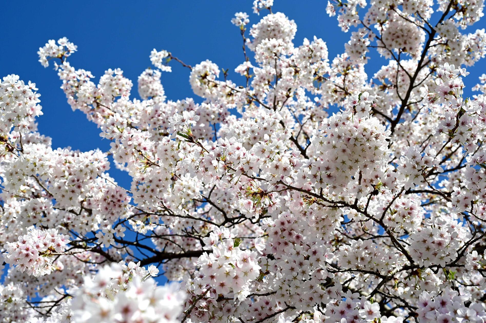 Ein Meer aus (Kirsch-) Blüten und Duft, dazu strahlend blauer Himmel auf der Insel Schütt: Viele Menschen saßen oder flanierten durch die Innenstadt.