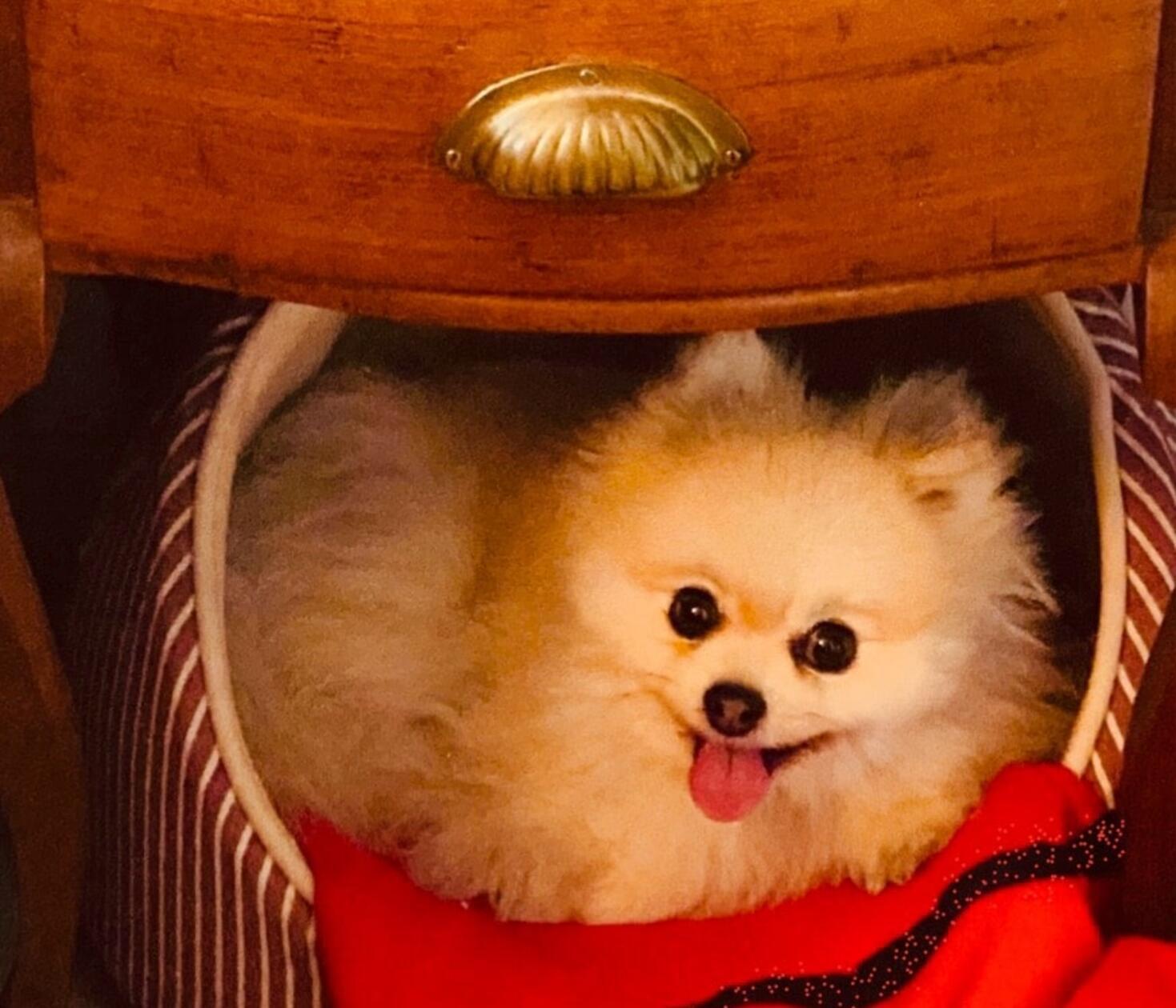 Das ist Goldie, das zweitjüngste Mitglied der Familie Trebing. Der Zwergspitz ist fünf Jahre alt. Die Familie fand sie erst nach langer Suche bei einem seriösen Züchter. "Es war gegenseitige Liebe auf den 1. Blick", schreibt uns das Herrchen. Schon auf der Heimfahrt brachte sie ihren neuen Besitzern „Nasenstubsen“ bei und versucht mit Erfolg immer wieder neu, auch alle anderen Menschen um ihr Pfötchen zu wickeln. Sie ist ein Sonnenschein, der frech-lieb-keck gute Laune verbreitet und einen oft zum Lachen bringt - aber auch ein erstaunlich gutes Gedächtnis besitzt. Leute, die sie kennt, findet sie, wenn man ihr deren Namen sagt. Auf der Fahrt zu den Trebing-Kindern, die 60 Kilometer weiter weg wohnen, meldet sie pünktlich einen Kilometer vorher, dass das Ziel fast erreicht ist. Menschen mit Hundeangst überzeugt sie vom Gegenteil.