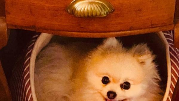 Das ist Goldie, das zweitjüngste Mitglied der Familie Trebing. Der Zwergspitz ist fünf Jahre alt. Die Familie fand sie erst nach langer Suche bei einem seriösen Züchter. "Es war gegenseitige Liebe auf den 1. Blick", schreibt uns das Herrchen. Schon auf der Heimfahrt brachte sie ihren neuen Besitzern „Nasenstubsen“ bei und versucht mit Erfolg immer wieder neu, auch alle anderen Menschen um ihr Pfötchen zu wickeln. Sie ist ein Sonnenschein, der frech-lieb-keck gute Laune verbreitet und einen oft zum Lachen bringt - aber auch ein erstaunlich gutes Gedächtnis besitzt. Leute, die sie kennt, findet sie, wenn man ihr deren Namen sagt. Auf der Fahrt zu den Trebing-Kindern, die 60 Kilometer weiter weg wohnen, meldet sie pünktlich einen Kilometer vorher, dass das Ziel fast erreicht ist. Menschen mit Hundeangst überzeugt sie vom Gegenteil.