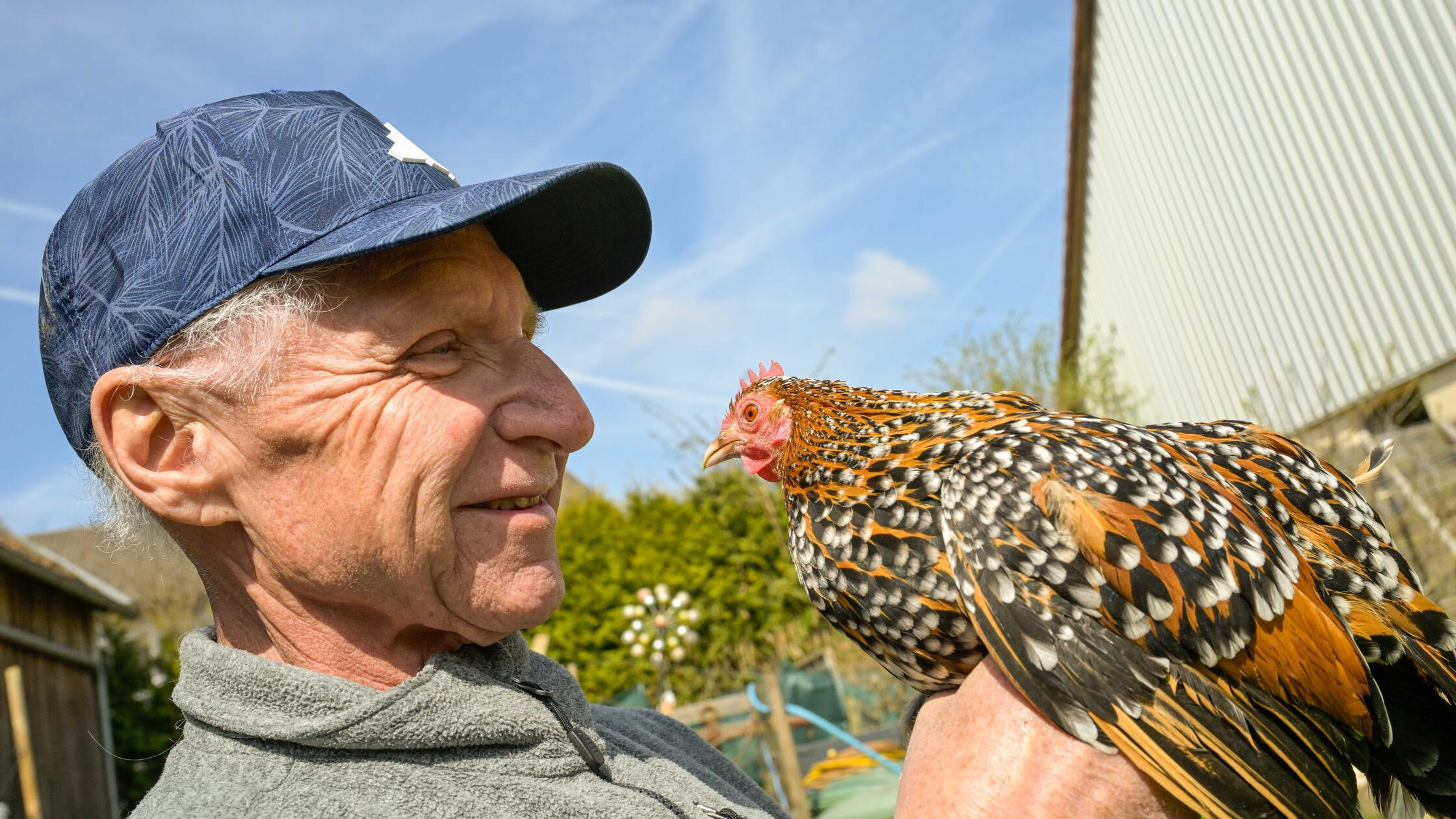 Osterküken in Litzlohe: Fleißige Seidenhühner haben erste Eier ausgebrütet