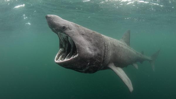 Basking shark (Cetorhinus maximus) feeding at the