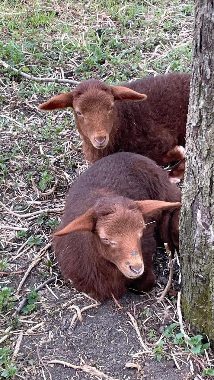Im Freilandmuseum drinnen waren auch die Lämmchen der historischen Schafrasse Coburger Füchse absolute Hingucker.
